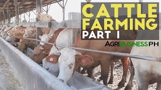 Cattle Farming Part 1  Cattle Farming in the Philippines  Agribusiness Philippines [upl. by Nyleda]