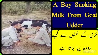 Man Drinking Milk From Goat Udder [upl. by Christianna287]