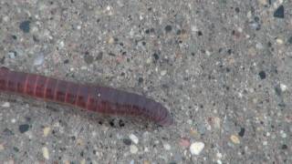 Earthworm Lumbricus Locomotion [upl. by Gnahk921]