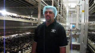 Fresh from the Farmer An Introduction to Lorenzo Piccioni of Piccioni Bros Mushroom Farm [upl. by Cinda]