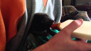 Baby fox kit feeding [upl. by Allicerp]