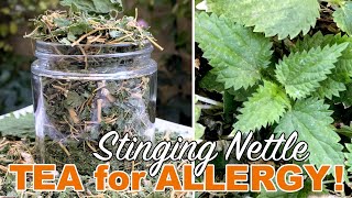 Stinging Nettle Root Tea amp Compost Tea Harvest amp DIY [upl. by Avla]