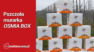 Czas wystawić murarkę do sadu  OSMIA BOX [upl. by Arhoz714]