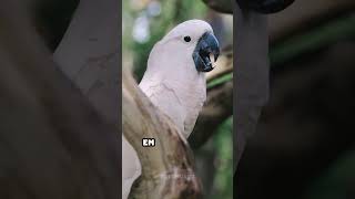 ¡Las Emociones de las Cacatúas en su Cresta 🦜 [upl. by Luis]