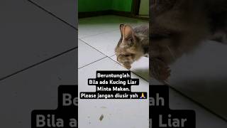 kucing liar minta makan 🥰 shorts kucing kucinglucu mashallah alhamdulillah [upl. by Norred175]