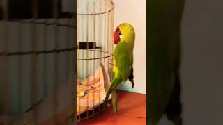 so cute mitthu🐦 beautifulparrot parrottalking birds talking [upl. by Ettennyl179]