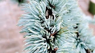 SHORT Blue Atlas Cedar Hardiness [upl. by Brooking252]