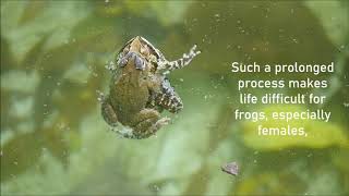 AMPLEXUS FROGS Frogs [upl. by Imas]