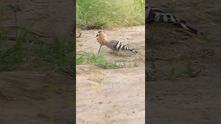 Hoopoe bird  HUD HUD bird hudhud هدهد hoopoe [upl. by Irotal]