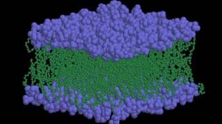 03 2 Lipid Bilayer [upl. by Vogele155]