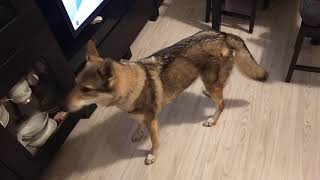 Howling Czechoslovakian Wolfdog [upl. by Reginald758]