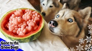 Watermelon And Bone Broth Frozen Dog Treats  DIY Dog Treats Recipe 104 [upl. by Notlrac950]