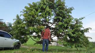 prunning dan seleksi cabang durian musang king usia 28 bulan [upl. by Tade384]