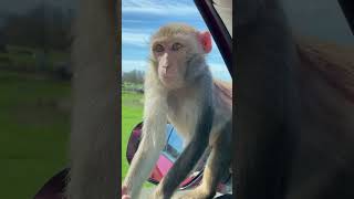 Inside the Chaos Monkeys Gone Wild on Car [upl. by Ardnuahs359]