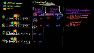 Prokaryotic Transcription Part 3 of 5  CAP Site and Catabolite Repression of lac Operon [upl. by Anaek335]