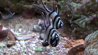 Banggai Cardinalfish P Kauderni [upl. by Gereron]