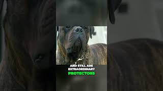 Meet the Bullmastiff  The Perfect Guardian [upl. by Helali]