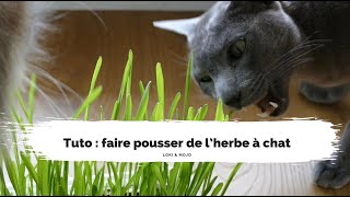 Tuto  faire pousser de l’herbe à chat en intérieur  Loki amp Mojo [upl. by Aivitnahs314]