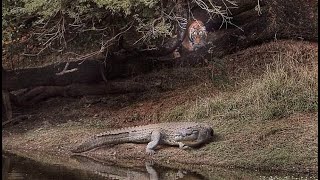 Tiger vs crocodile all about the attack of the tigress Machli on the mugger crocodile [upl. by Cini]