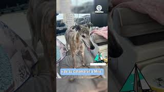 Galgo Usado Para las Carreras Tiene una Nueva Vida perros animal galgos [upl. by Eniak]