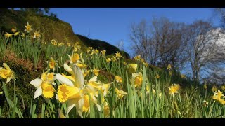 Bloeiende soorten Botanische Tuin Nijmegen janapril Voorstelling 30012018 [upl. by Bendicta455]