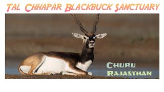 Tal Chhapar Sanctuary l Blackbucks Heaven l Wildlife In Churu l Rajasthan hkknaturelover [upl. by Kutzenco988]