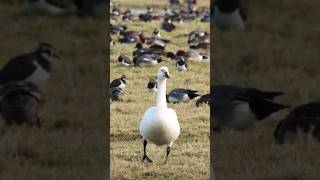 Just a happy Bewicks swan going for walk 🦢nature wetlands swan cutebirds shorts [upl. by Ambros]