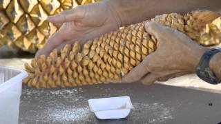 Pollinating Our Oldest Plants Cycads [upl. by Nyltiac]