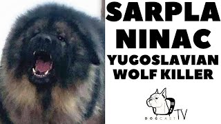 SARPLANINAC The Yugoslavian Wolf Killer Dog DogCastTV [upl. by Ayekin466]