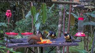 Collared Aracaris Share Papaya With Squirrel On the Panama Feeders at Canopy Lodge  Dec 21 2023 [upl. by Foy]