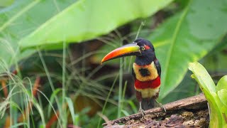 Wildlife watching from the balcony  Eden Corcovado Costa Rica [upl. by Aloiv]