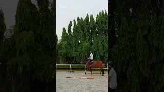 FLATWORK HORSE [upl. by Aligna]