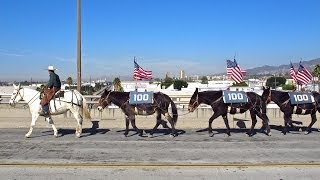 100 Mules Crossover City of Glendale  111113 [upl. by Yddeg]