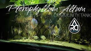 Pterophyllum Altum  Community Tank [upl. by Ayotnahs529]