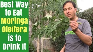 Best Way to Eat Moringa is to Drink It  How to Juice Fresh Moringa Oleifera Leaves [upl. by Annavaj572]