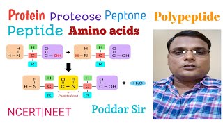 Proteinproteosepeptonepolypeptidepeptideamino acidsbiomoleculesDKPoddar Sir [upl. by Auqinat]