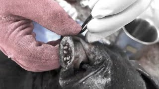 Help Poor Dog In Small Village From Many Big Ticks Removing Ticks From Pity Dog EP 73 Dogs [upl. by Aniretac]