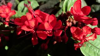 Clérodendron splendide  Clerodendrum splendens [upl. by Yzeerb]