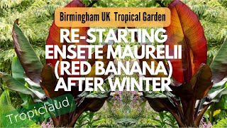 UK Tropical Garden Restarting Ensete Maurelii Red Abyssinian Banana after Overwintering [upl. by Ahsilrak]