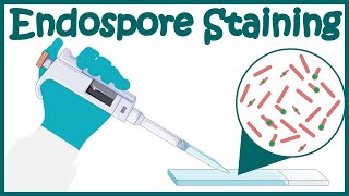 Endospore staining  Endospore stain procedure  Moeller and SchaefferFulton Methods [upl. by Grata]