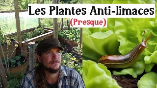 Les plantes qui résistent aux limaces aux escargots et plus encore [upl. by Sonaj]