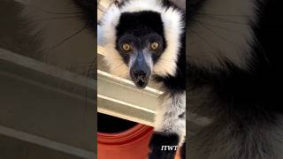 Lemur Sounds Lemur Calls and Lemur Noises [upl. by Stucker]