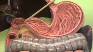 Anatomy and Physiology Take a Tour of the Digestive System [upl. by Eilsel]