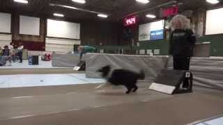 Spring Wing Ding 2013 Flyball Tournament [upl. by Brothers]