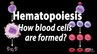 Hematopoiesis  Formation of Blood Cells Animation [upl. by Medin]