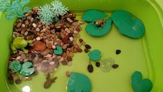 Frog Life Cycle Activities for Children Sensory bin fun [upl. by Sue]