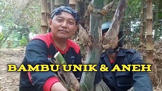 Bambu Bambu Unik [upl. by Artek]