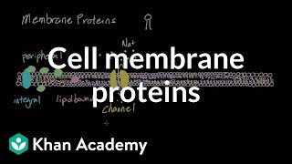 Cell membrane proteins  Cells  MCAT  Khan Academy [upl. by Guerra260]