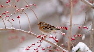 燕雀 Brambling [upl. by Agnot]