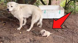 An irritable mother dog accidentally bites her newborn causing the hungry puppy to cry in pain 💔 [upl. by Madeleine]